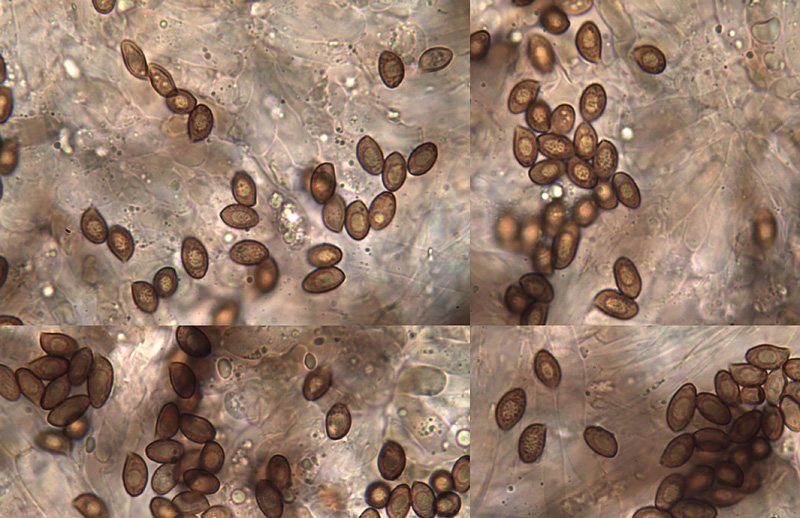 Cortinarius furiosus spory